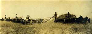A group of laborers with horse-drawn combines reaping the wheat harvest near Bridgeport, 1912